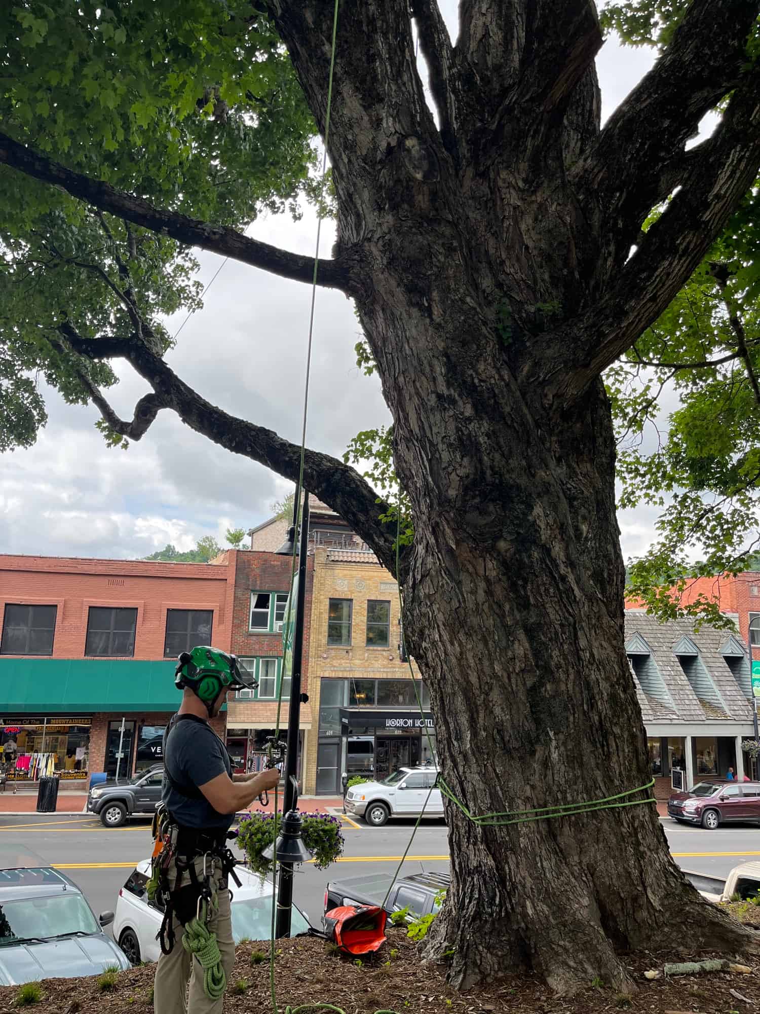 Tree removal at commercial building entrance