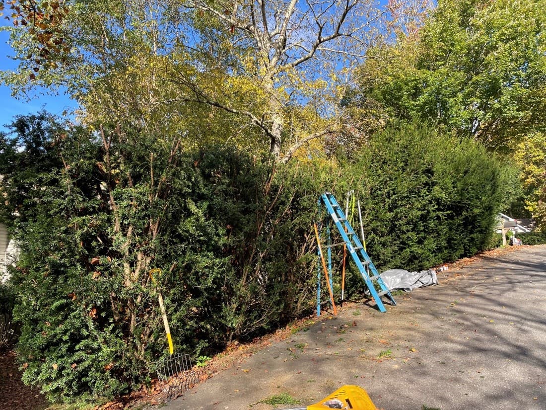 Arborist working with ladder near dense vegetation