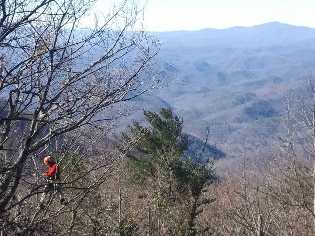 Arborist working in tree on mountainside with winter mountain view