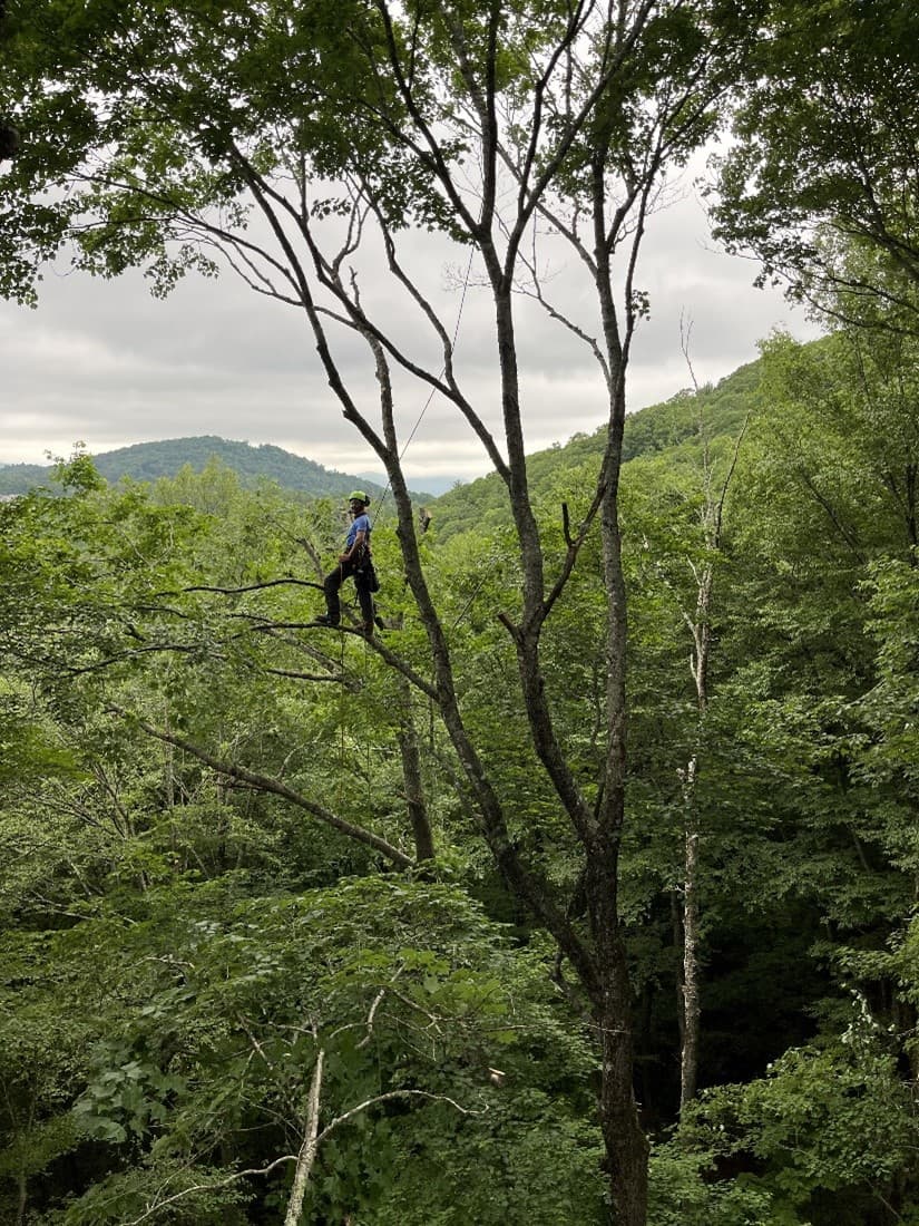 Arborist high in tree with mountain view, green canopy