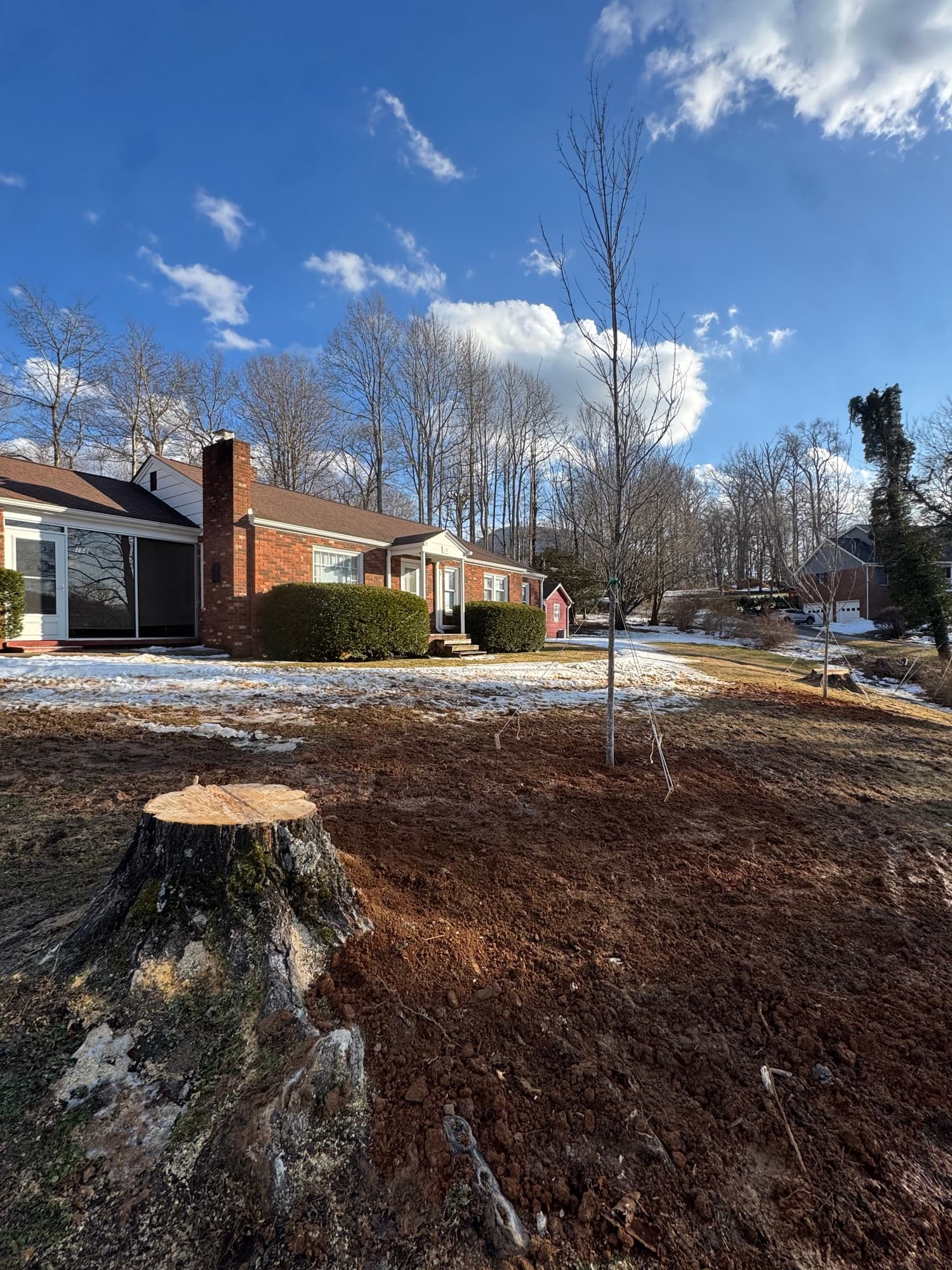 Tree planting preparation with soil amendment