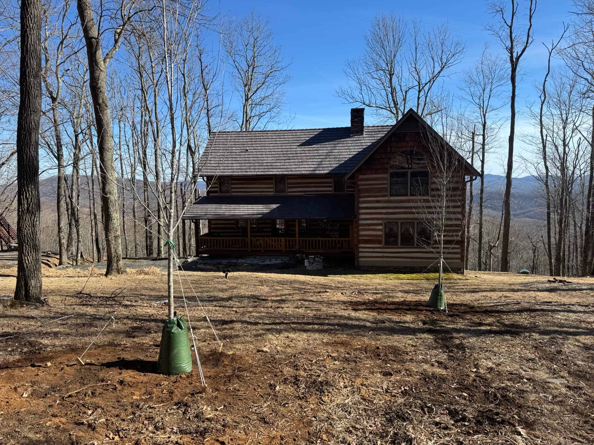 Freshly planted tree with proper root ball placement