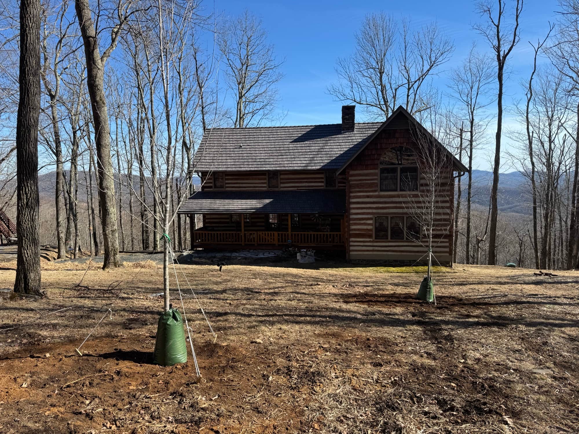 Newly planted trees with watering bags at mountain log cabin