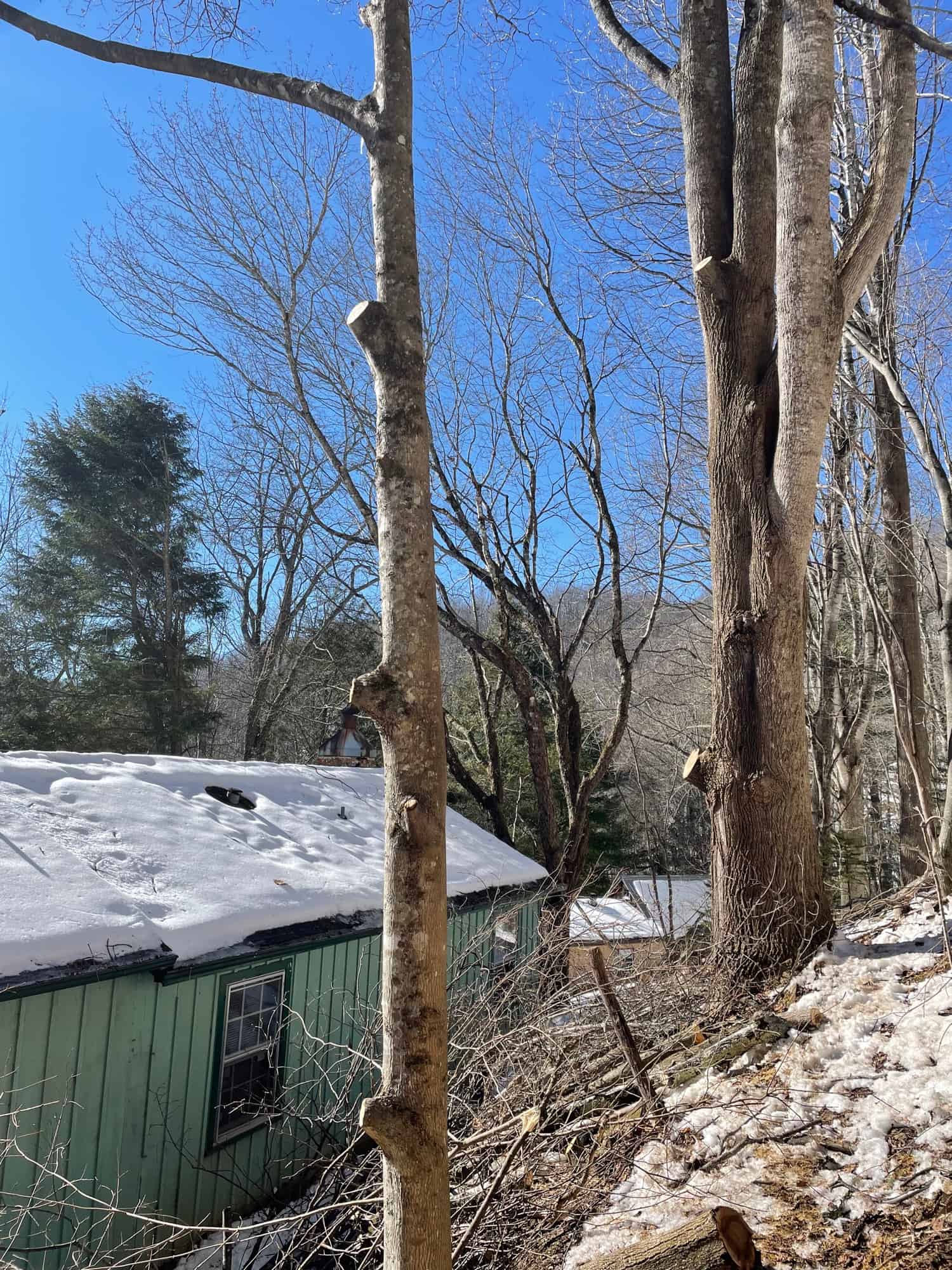 Crown thinning on large shade tree