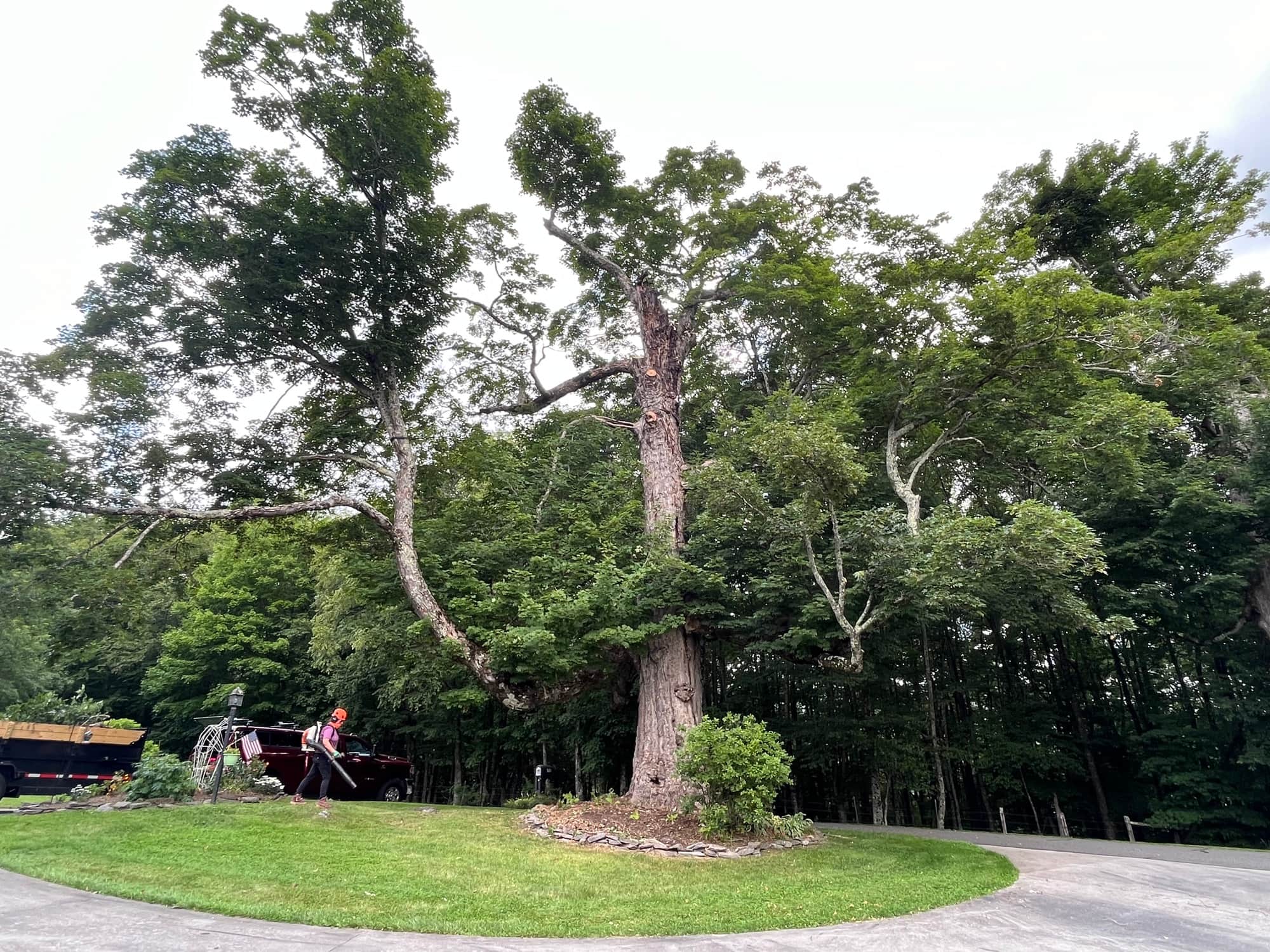 Large mature tree on manicured property with crew truck ready for pruning work