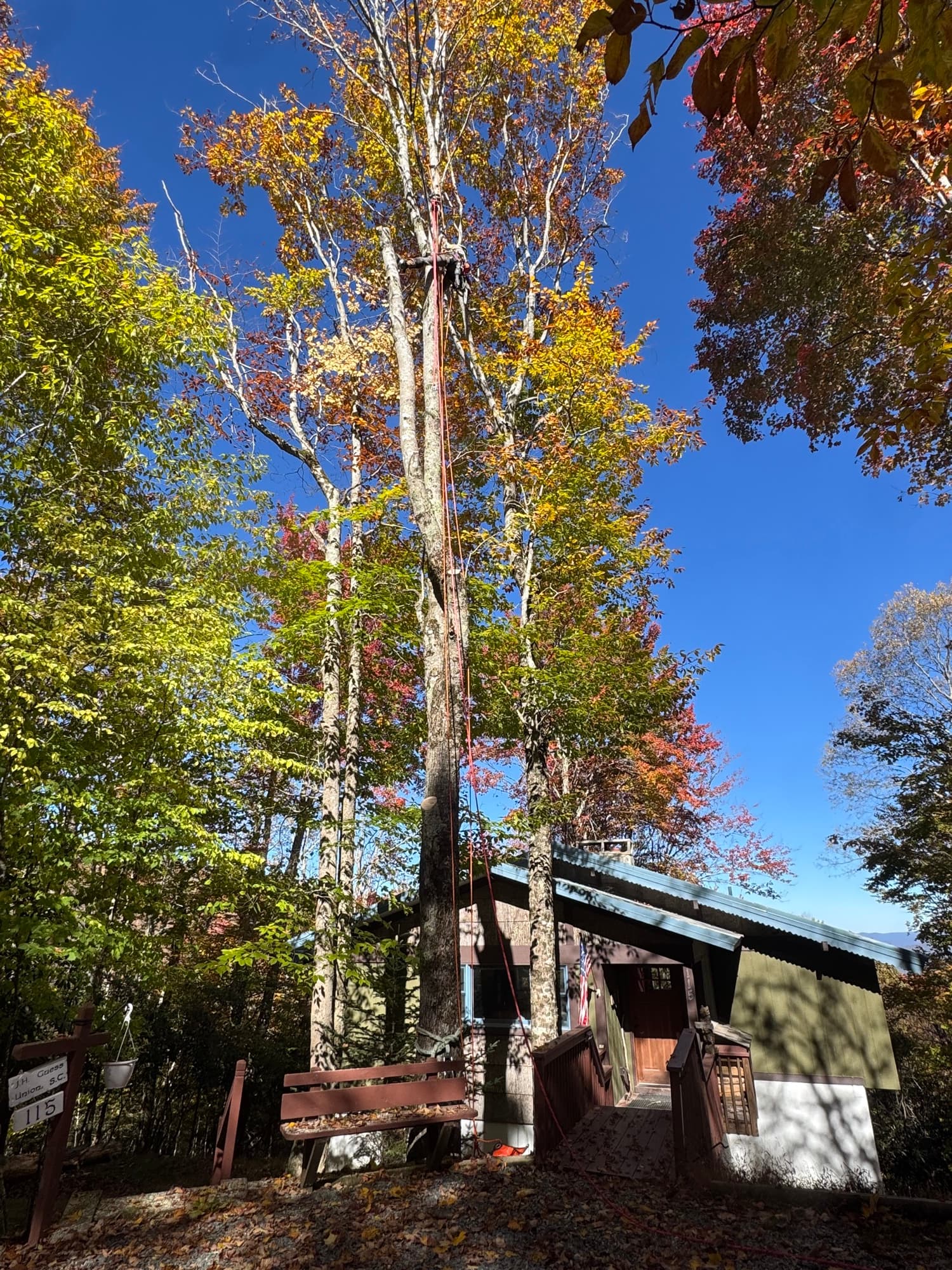 Large tree before removal near residential property