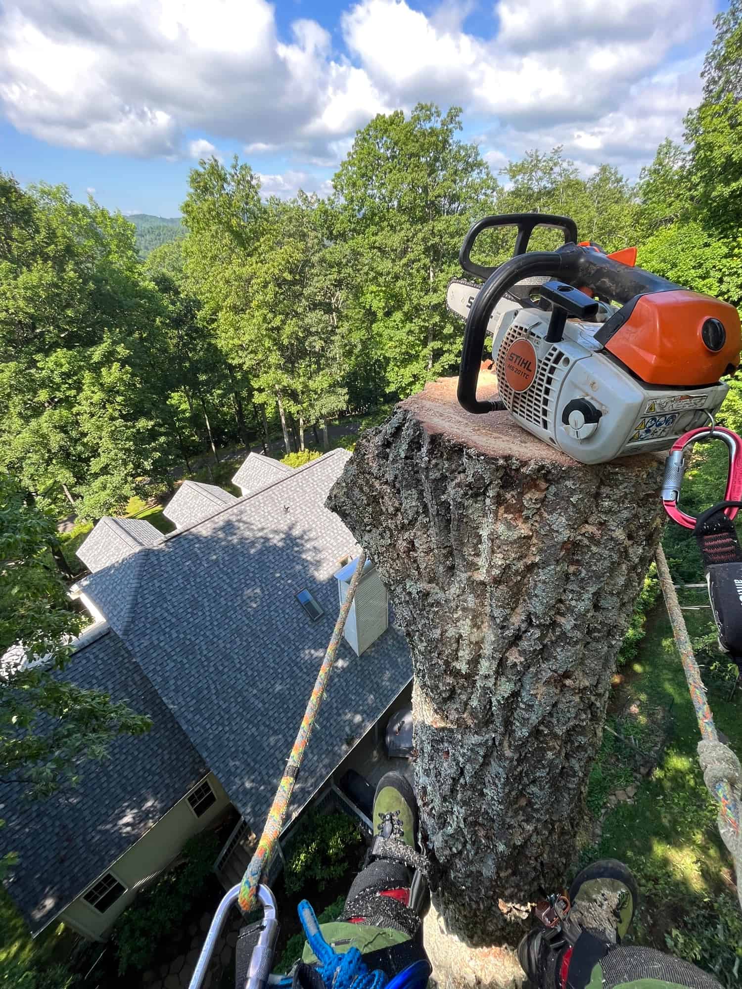 Tree removal project in progress on residential property