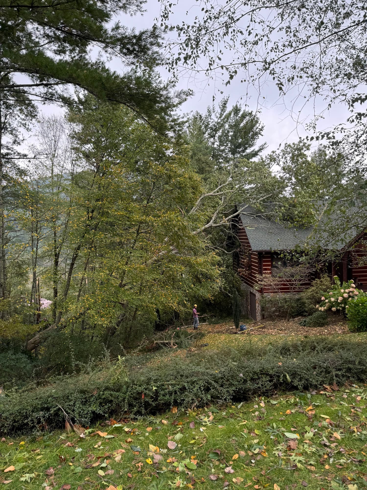 Storm-damaged tree leaning on property