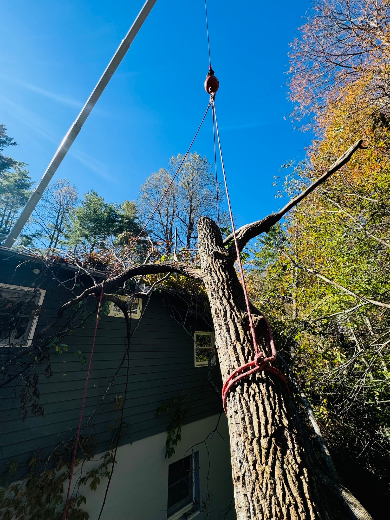 Large tree uprooted during severe storm