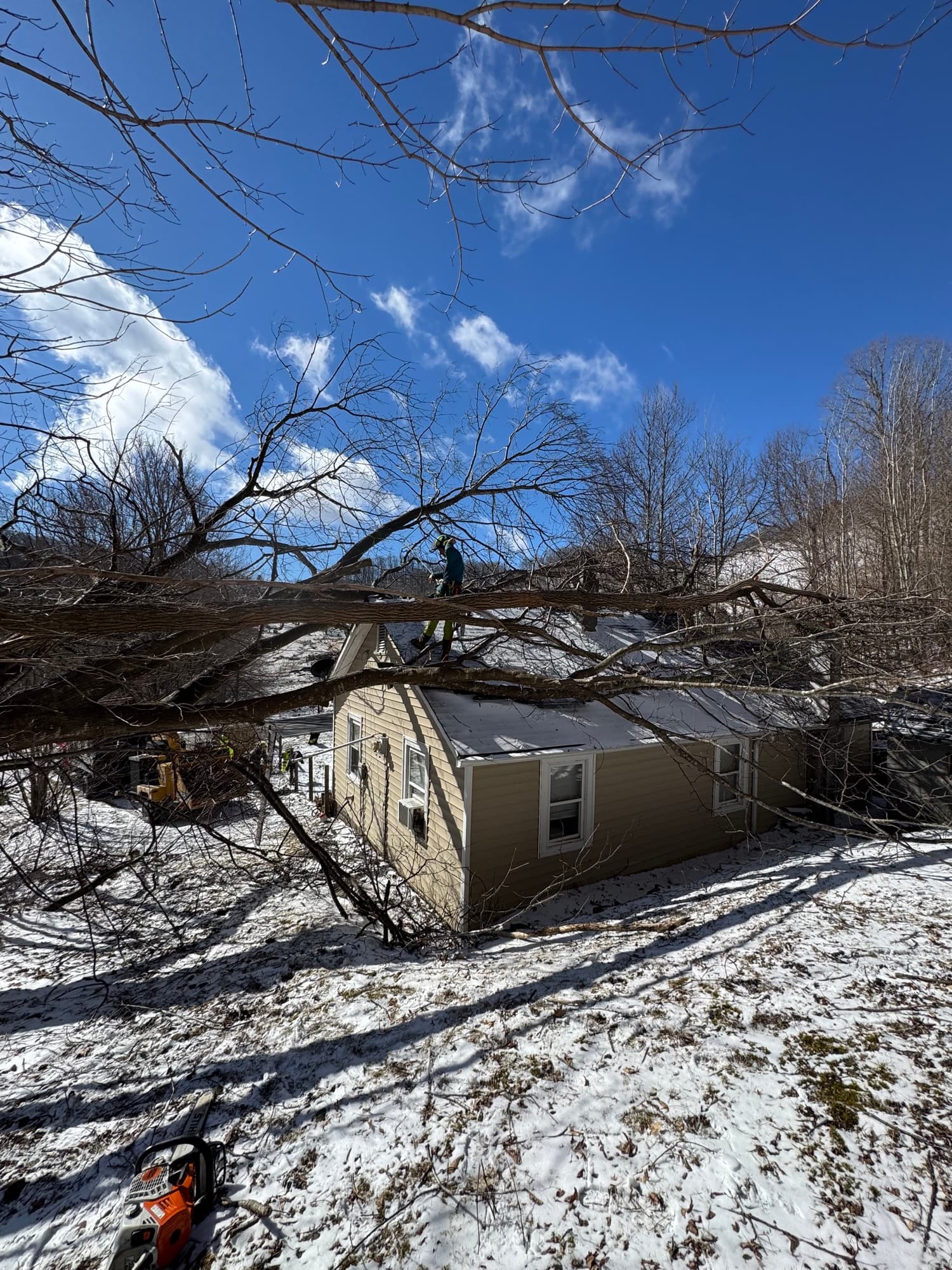 Multiple trees down after storm event