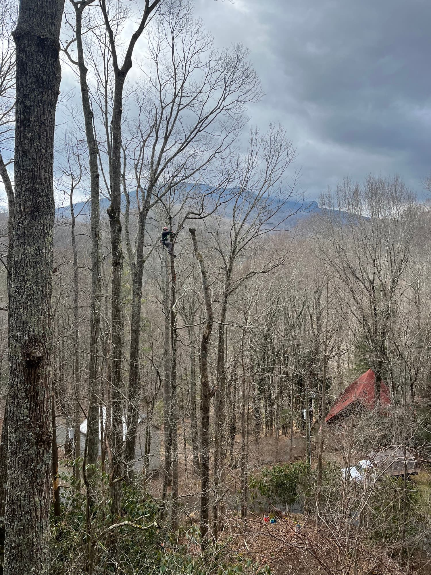 Overgrown trees blocking mountain view from property