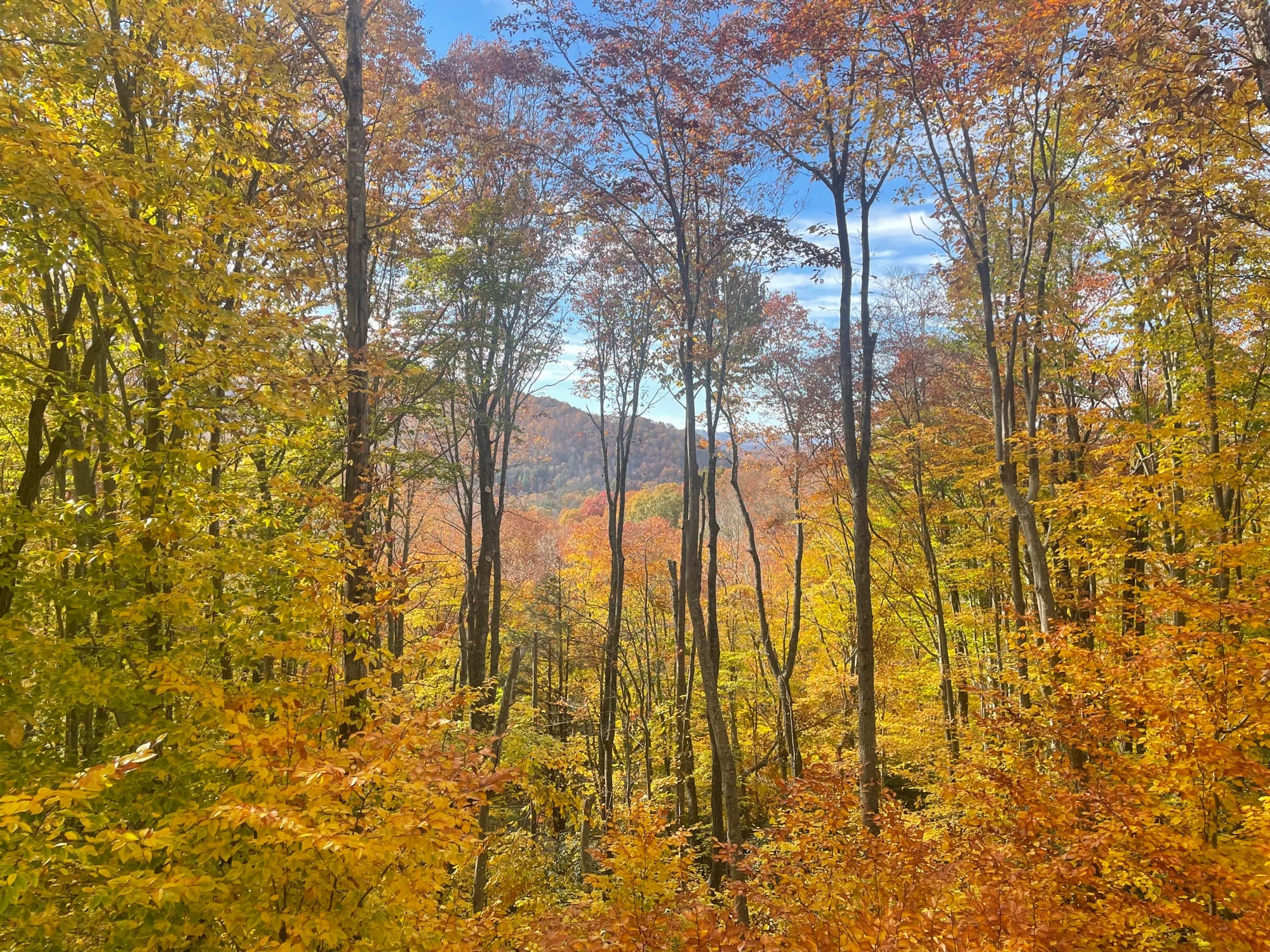 Open vista from deck after view enhancement
