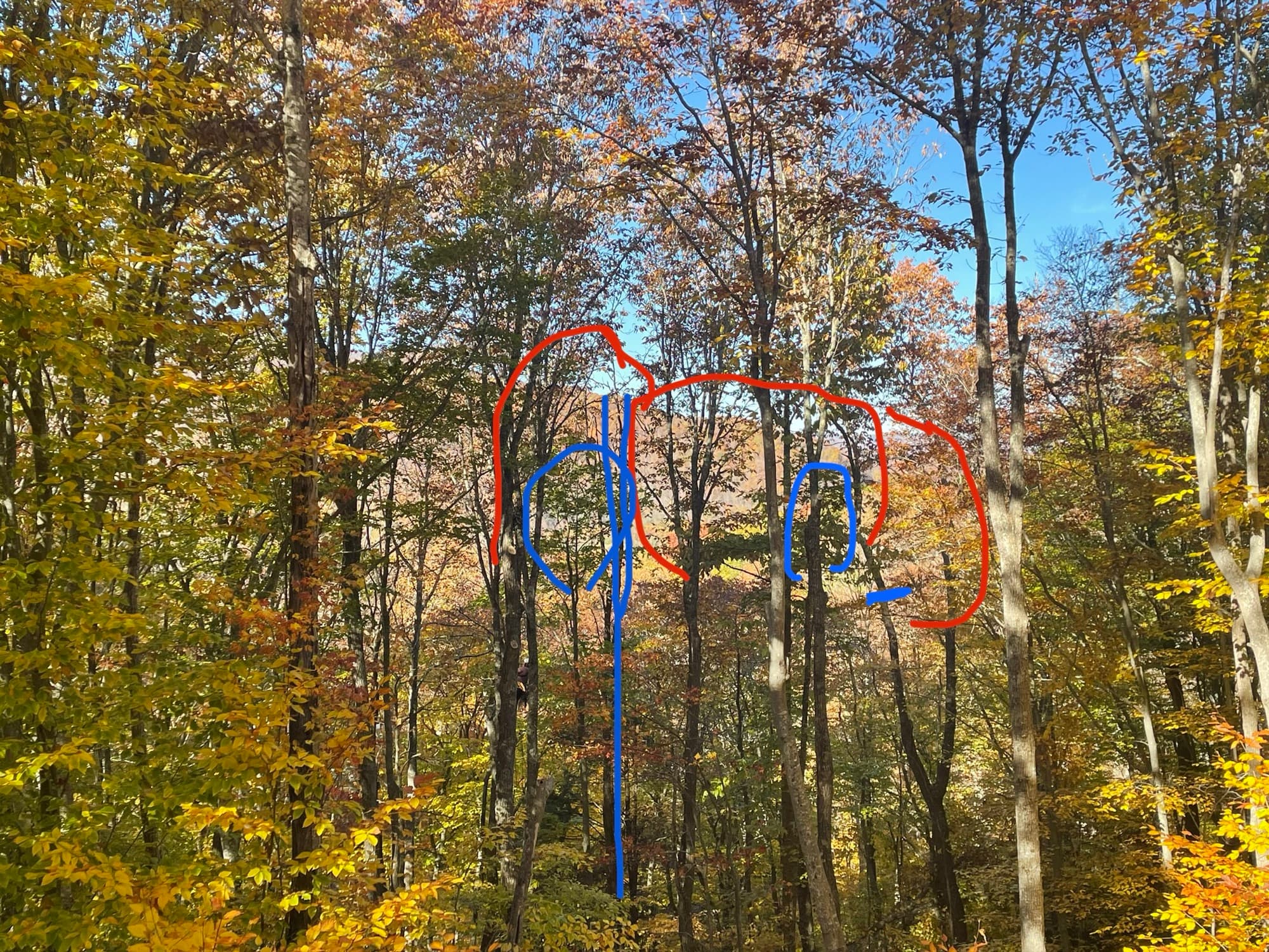 Dense tree line obstructing view from deck