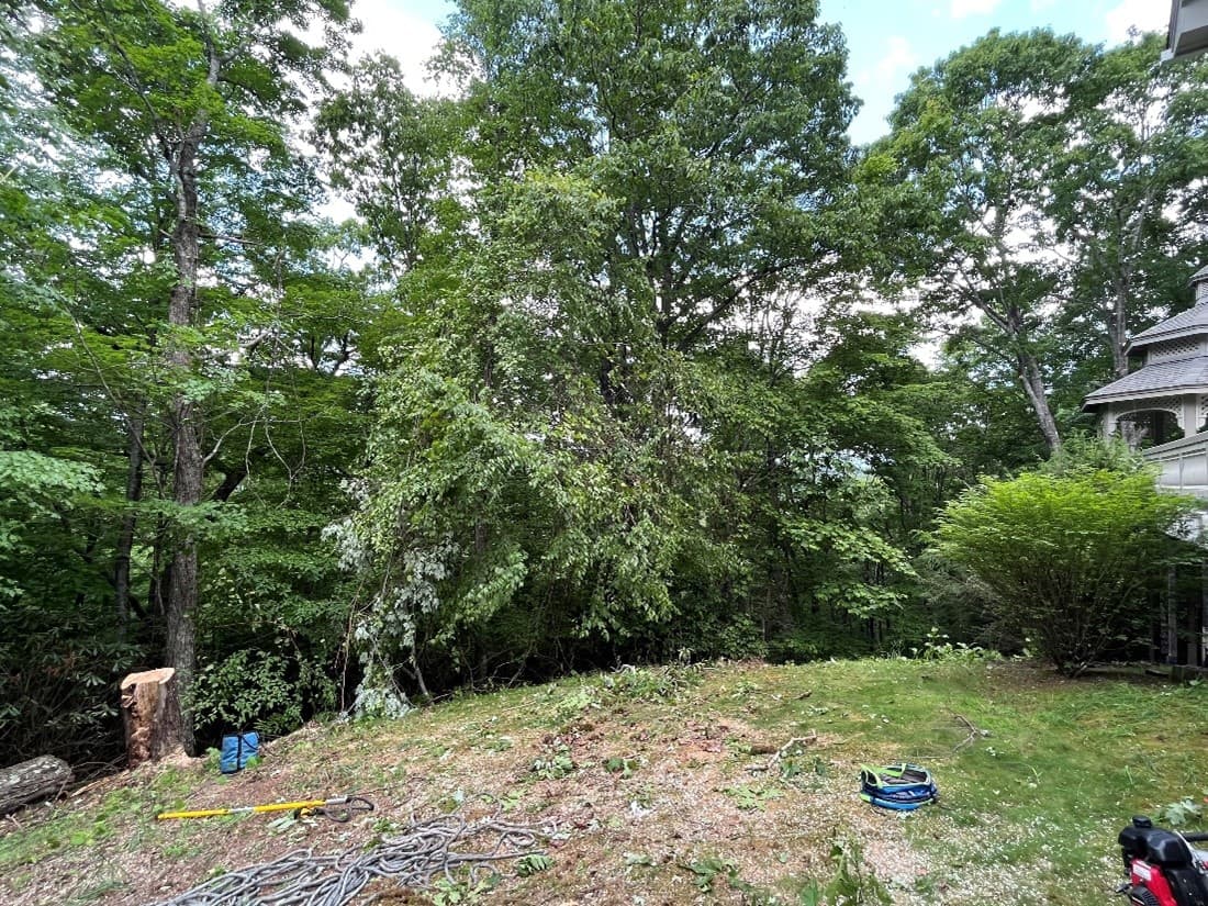 Trees blocking panoramic view before thinning