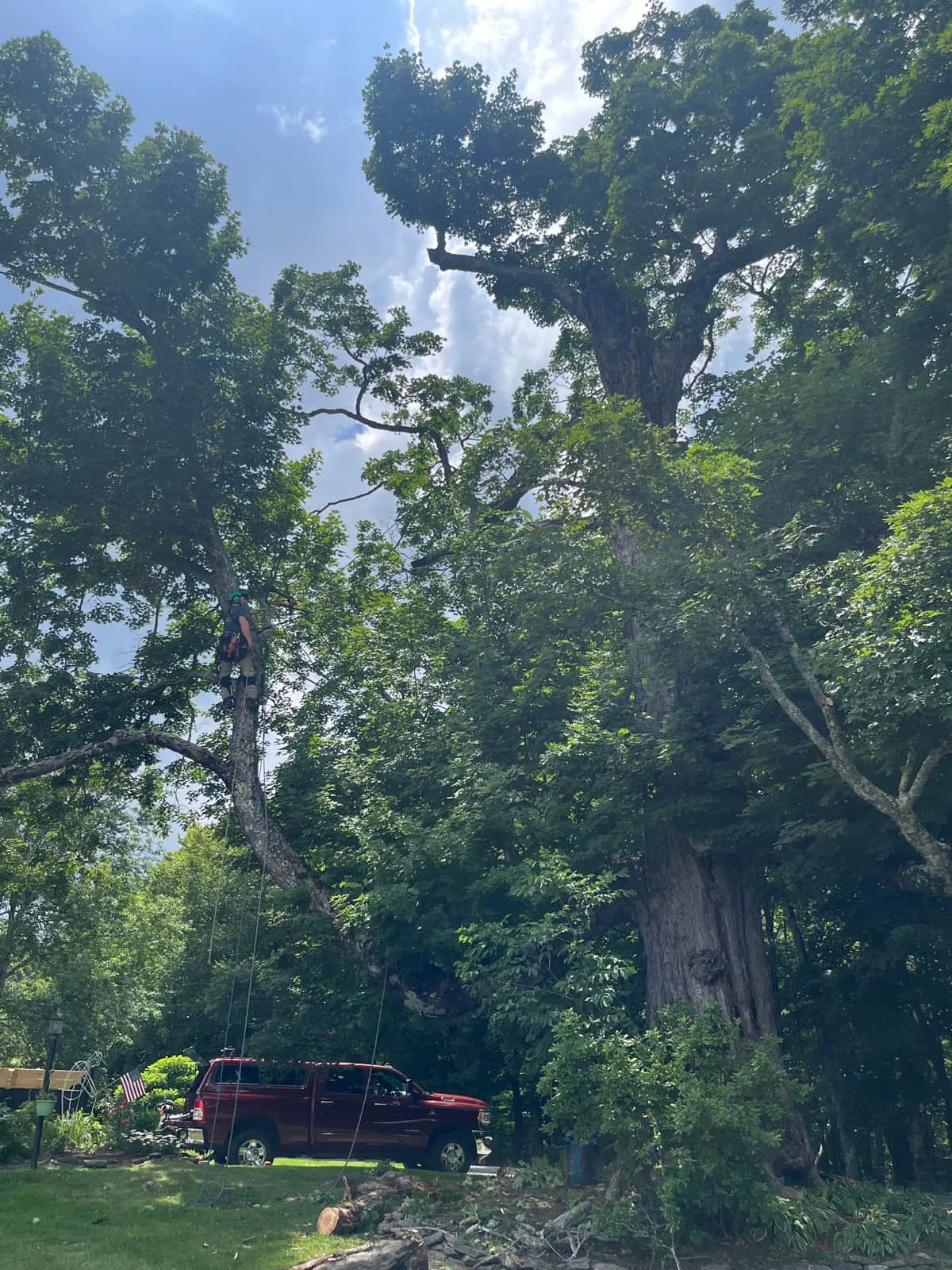 Large mature tree with spreading canopy that required cabling support