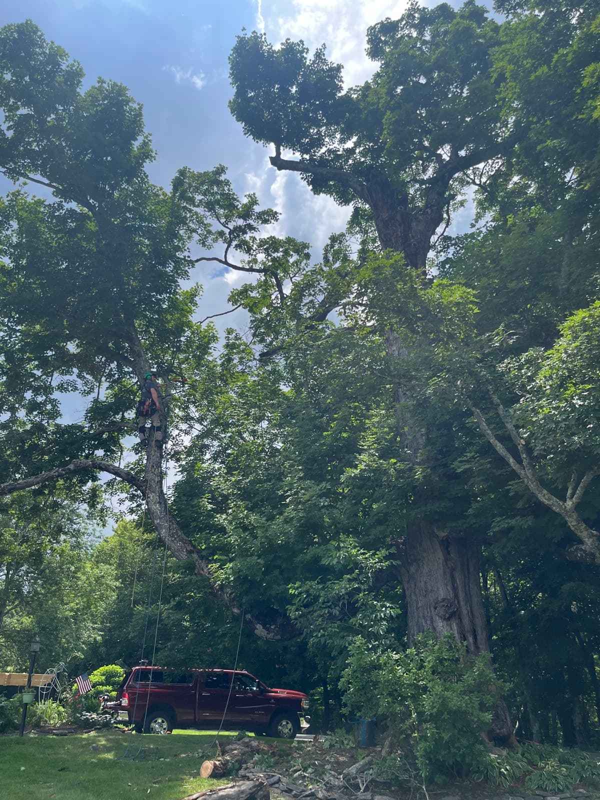 Large mature tree with spreading canopy that required cabling support