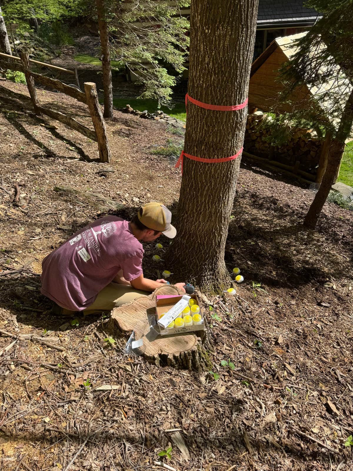 Crew member injecting pest treatment into a tree trunk using specialized equipment