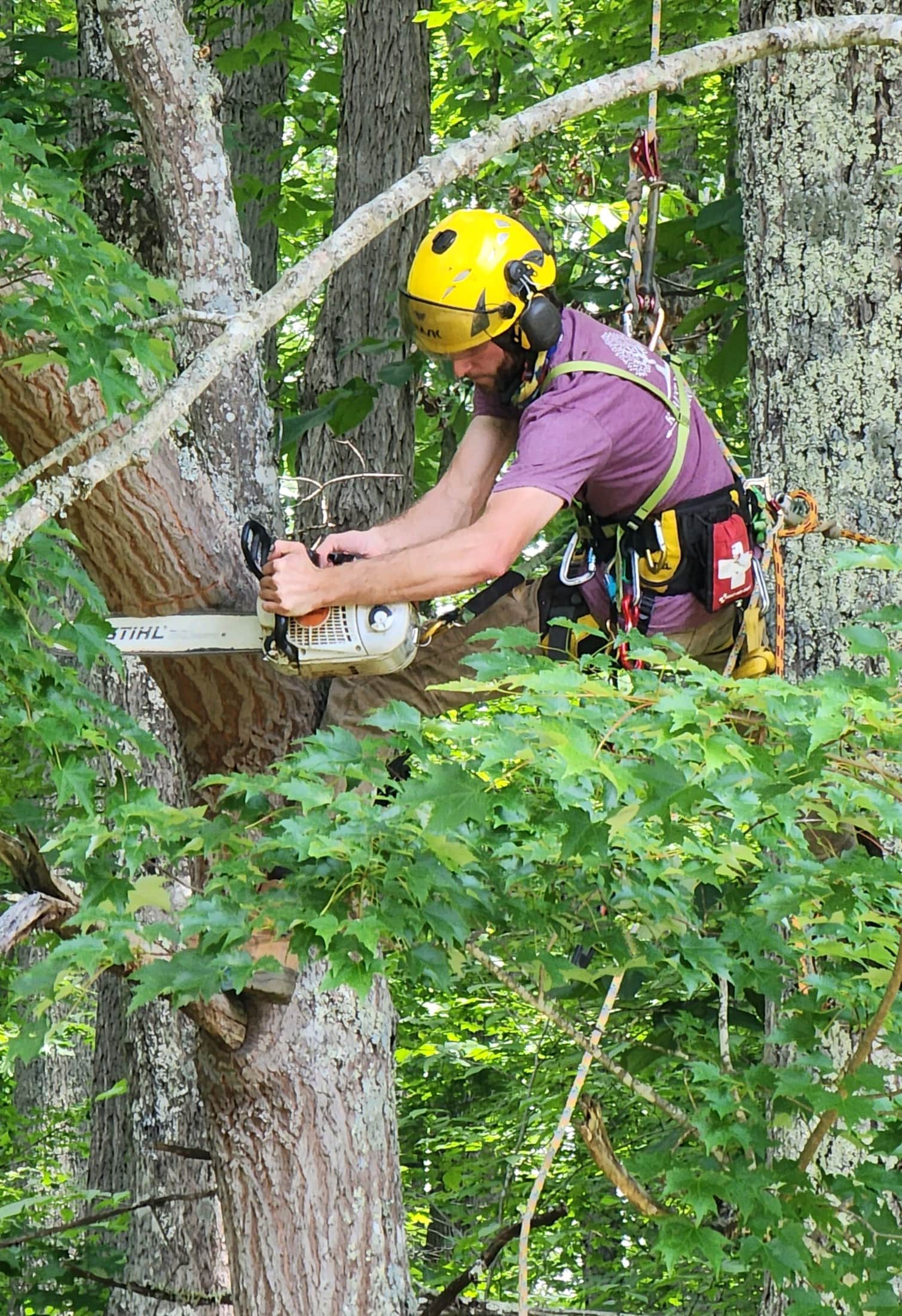 Krause arborist with yellow helmet and Stihl chainsaw pruning branches in tree canopy