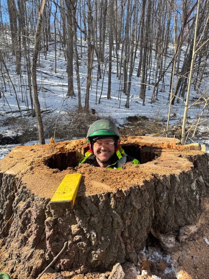 Ben Krause, ISA Certified Arborist, peering through a hollow tree trunk on the job