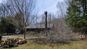 A yard with cut trees that need removal