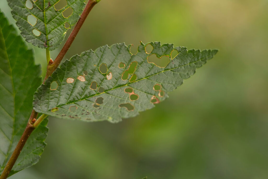 A tree leaf with holes in it after being eaten by pests