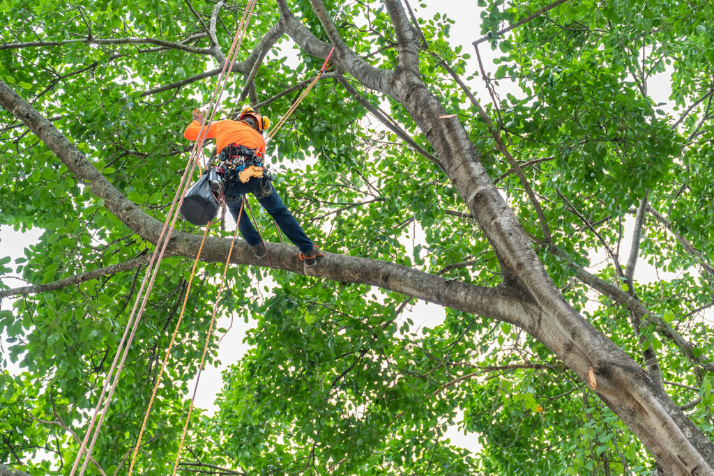 An arborist climbing a tree with ropes and safety equipment