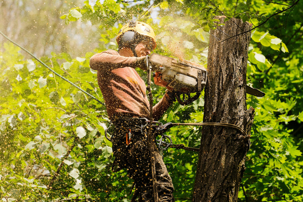 One of our trained arborists safely removing part of a tree with a chain saw
