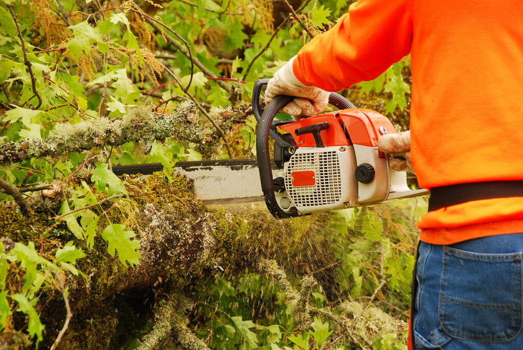One of our arborists safely using a chainsaw to remove tree limbs